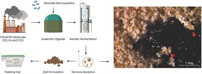 Yarrowia lipolytica as a promising protein source for Pacific white shrimp (Litopenaeus vannamei) diet: impact on growth performance, metabolism, antioxidant capacity, and apparent digestibility